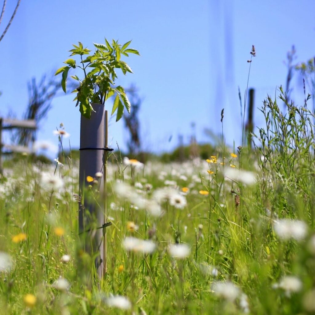 Vigilis-bio in meadow in finchingfield essex