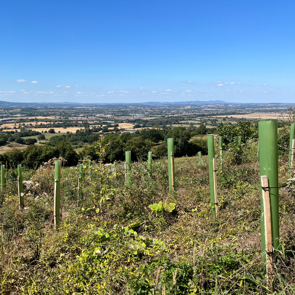 Panoramic view of vigilis tree shelters on a hillside in the uk