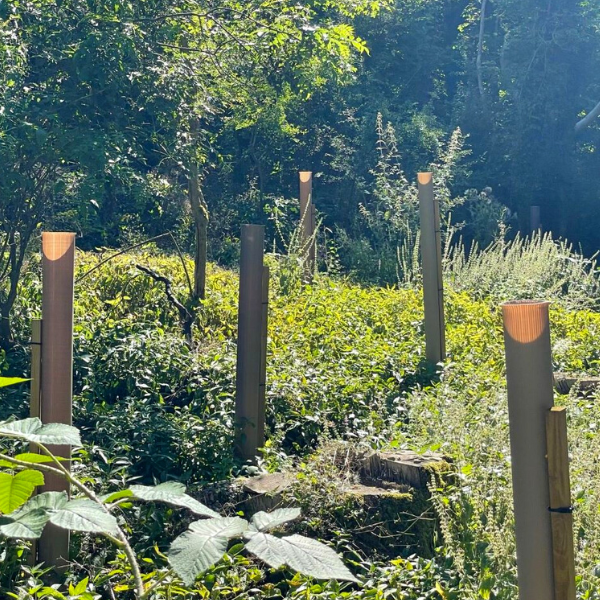Vigilis bio tree shelters at the bathurst estate