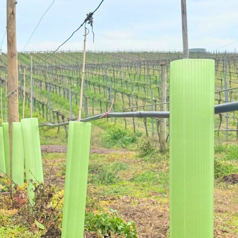 https://vigilistreeshelters.com/app/uploads/2025/02/Vigilis-Viti-Vine-Guards-768x768.jpg