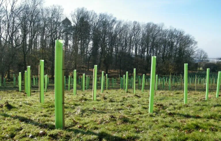 tree shelters in a field with young trees