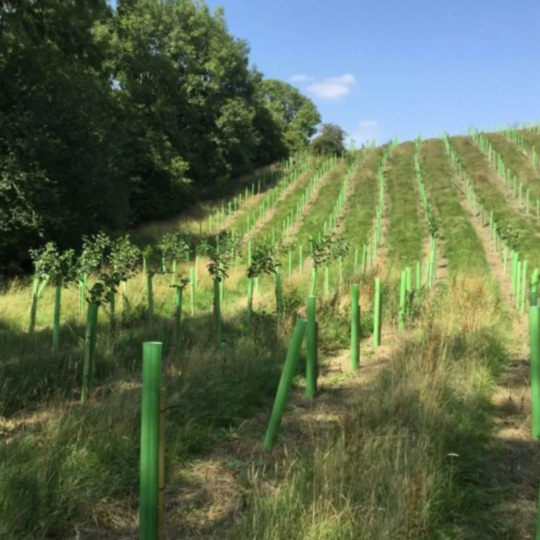 Redditch Case Study Vigilis tree shelters