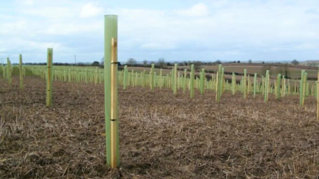 jubilee wood case study vigilis tree shelters guards