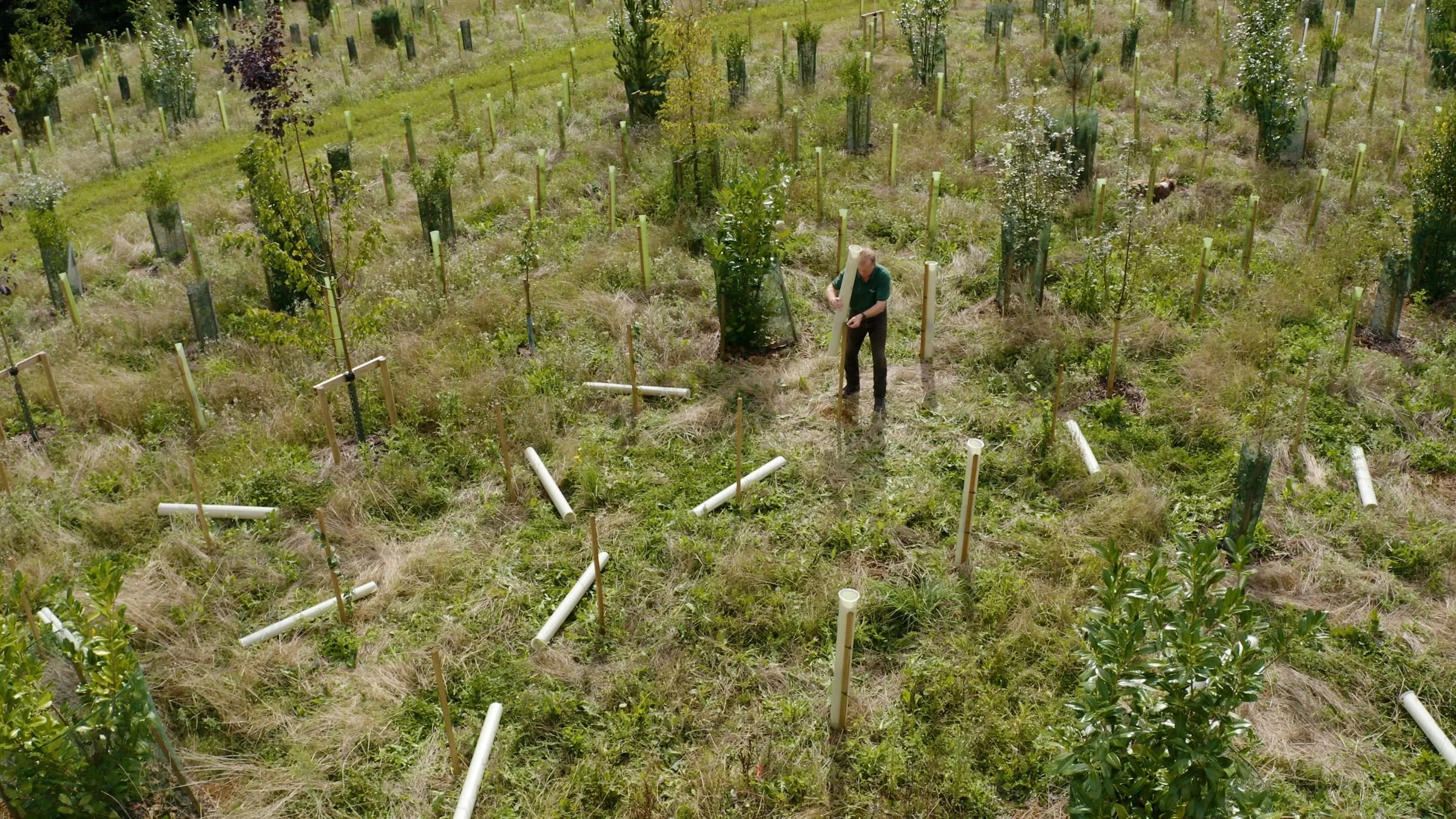 person in a field installing tree shelters