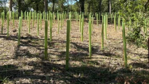 Vigilis tree shelters at Pryor Rickett, Cotswolds case study