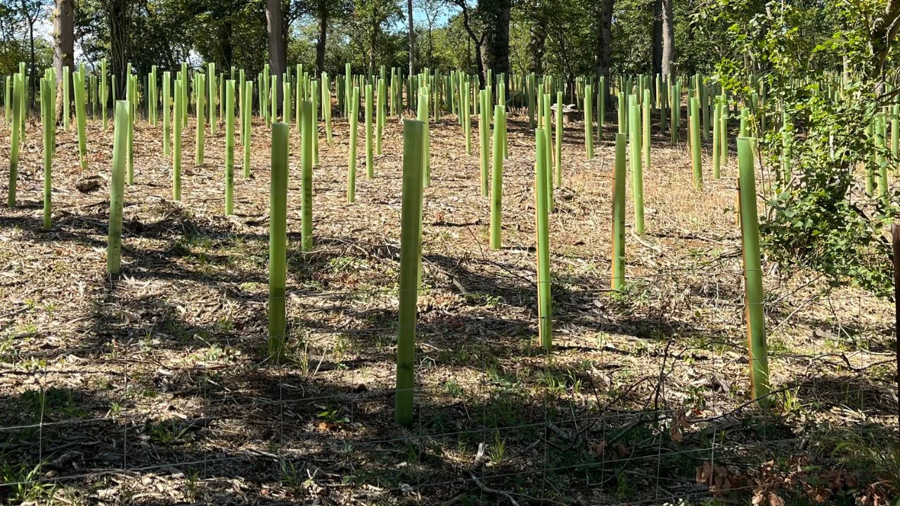 Vigilis tree shelters at Pryor Rickett, Cotswolds case study