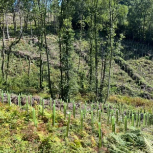 Vigilis tree shelters at Tilhill site, Newport Wales case study