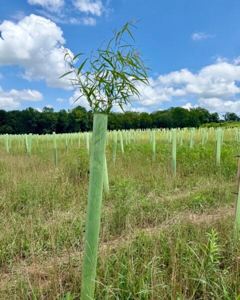 Vigilis recyclable tree guard at a USA planting site