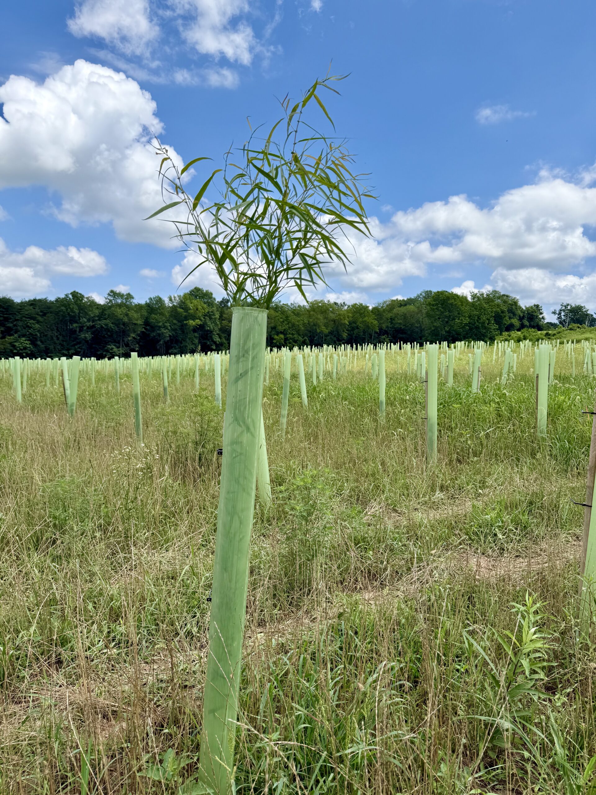 Vigilis recyclable tree guard at a USA planting site