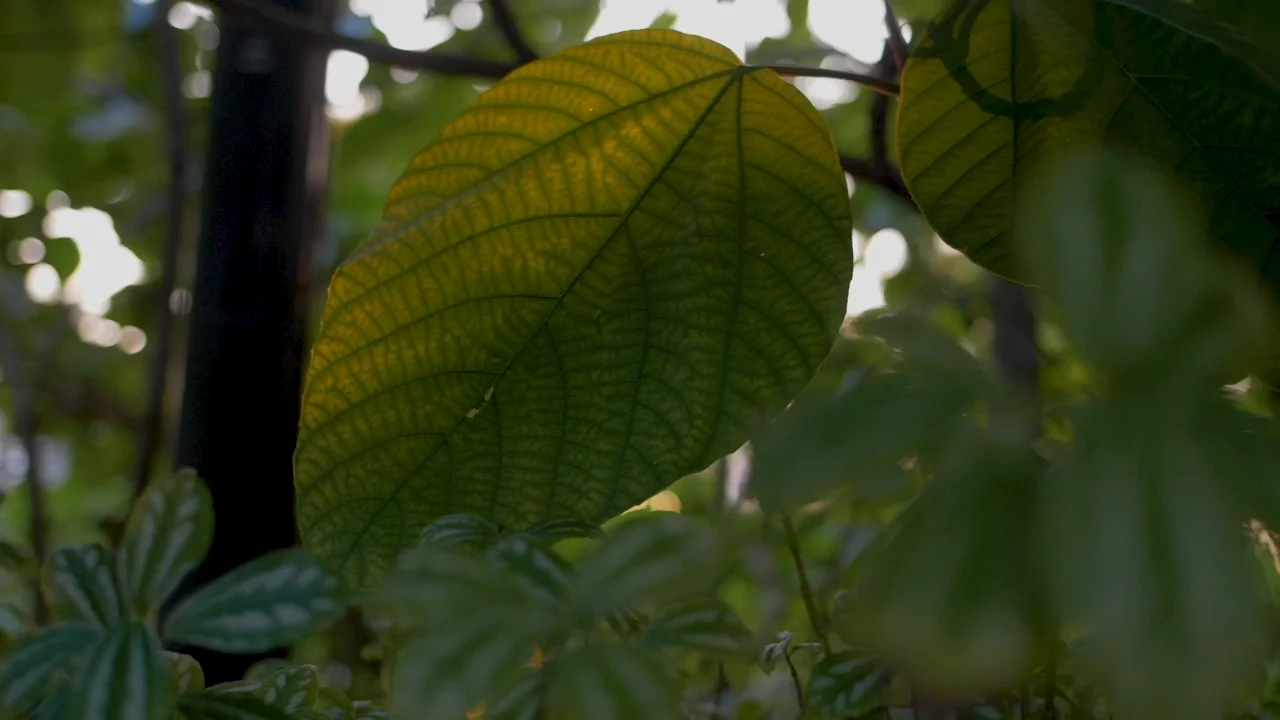 Leaf in a forest