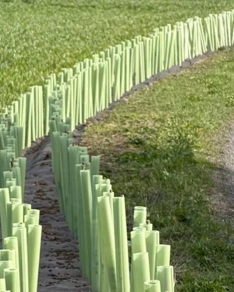 Vigilis hedge wraps protecting hedge plants in a field boundary planting