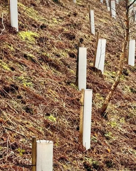 Vigilis shrub shelters protecting young shrubs in a landscape planting scheme