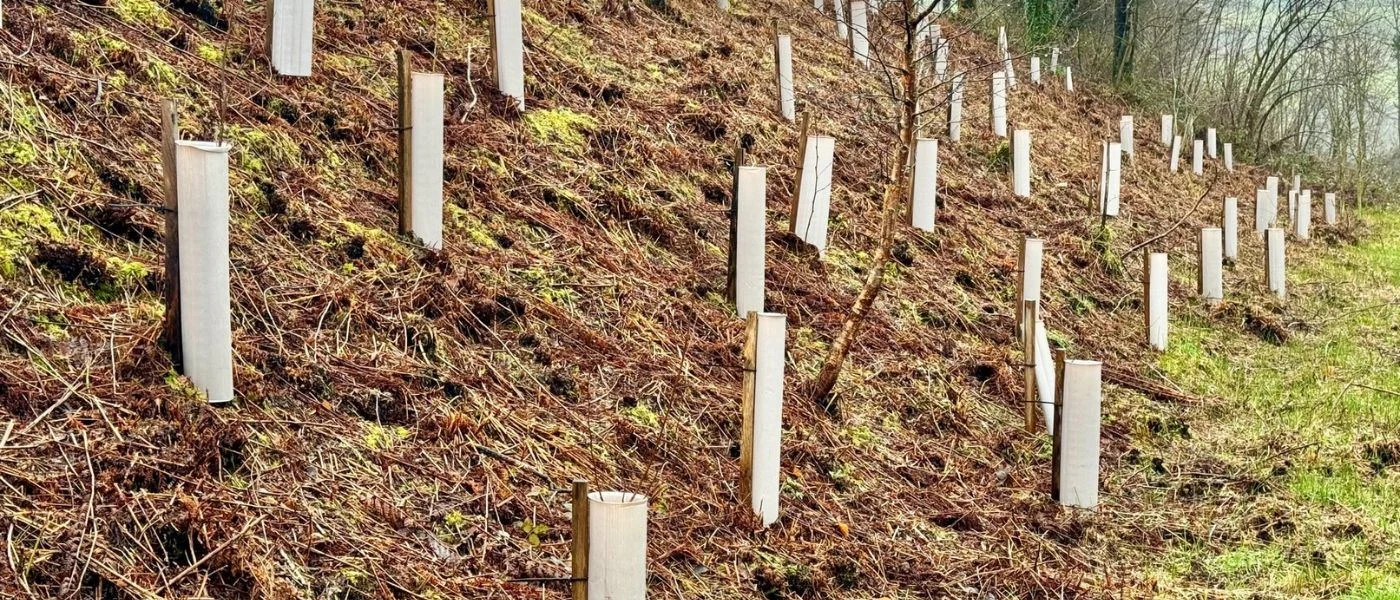 Vigilis shrub shelters protecting young shrubs in a landscape planting scheme
