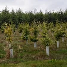 Shrub Shelters installed on road side bank