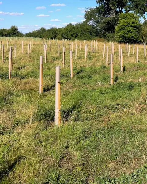 Vigilis bio tree guards installed in a field on a bright sunny day