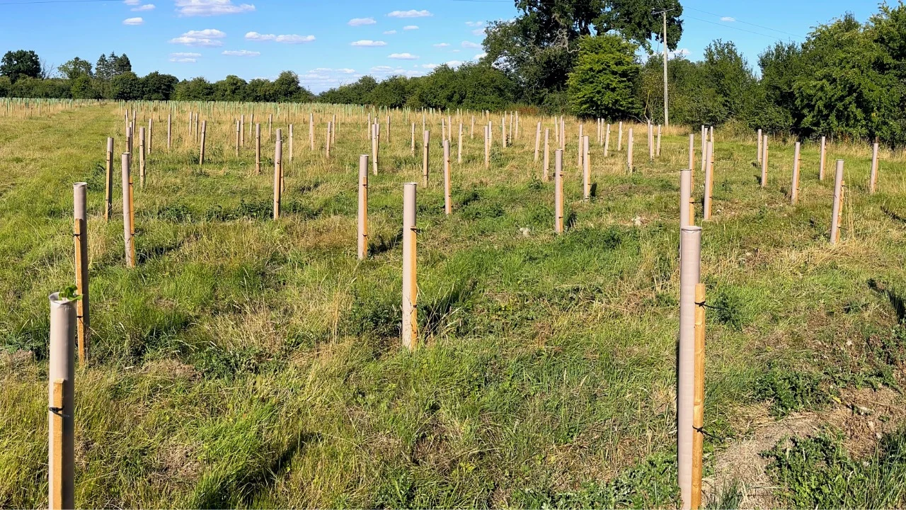 Vigilis bio tree guards installed in a field on a bright sunny day