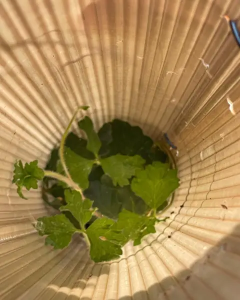 Interior view of a Vigilis bio tree shelter with a young tree growing up through the shelter