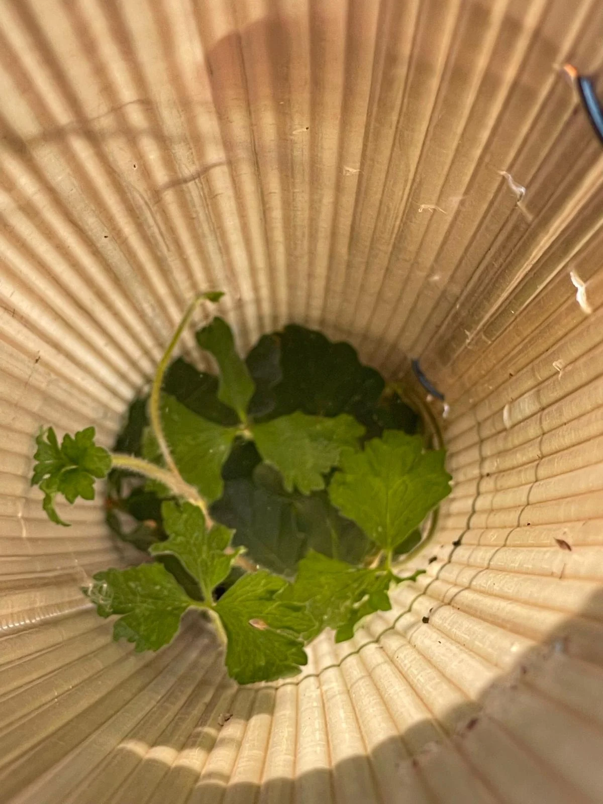 Interior view of a Vigilis bio tree shelter with a young tree growing up through the shelter