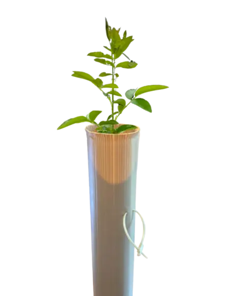 Vigilis Bio Tree Shelter biodegradable tree guard