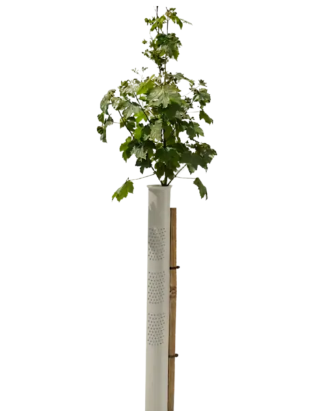 Vigilis Bio VentAir Tree Shelter biodegradable ventilated tree guard