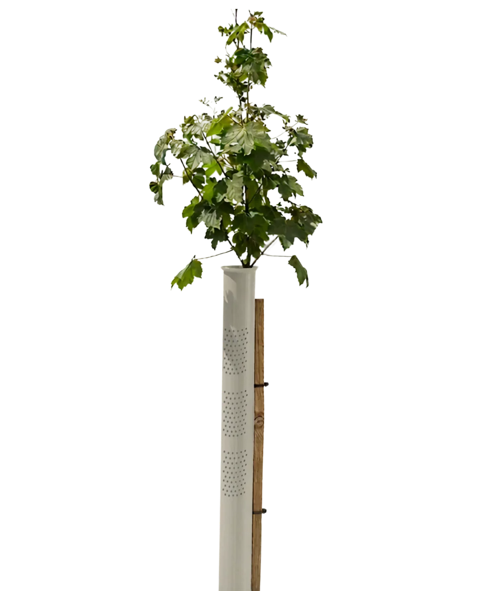 Vigilis Bio VentAir Tree Shelter biodegradable ventilated tree guard