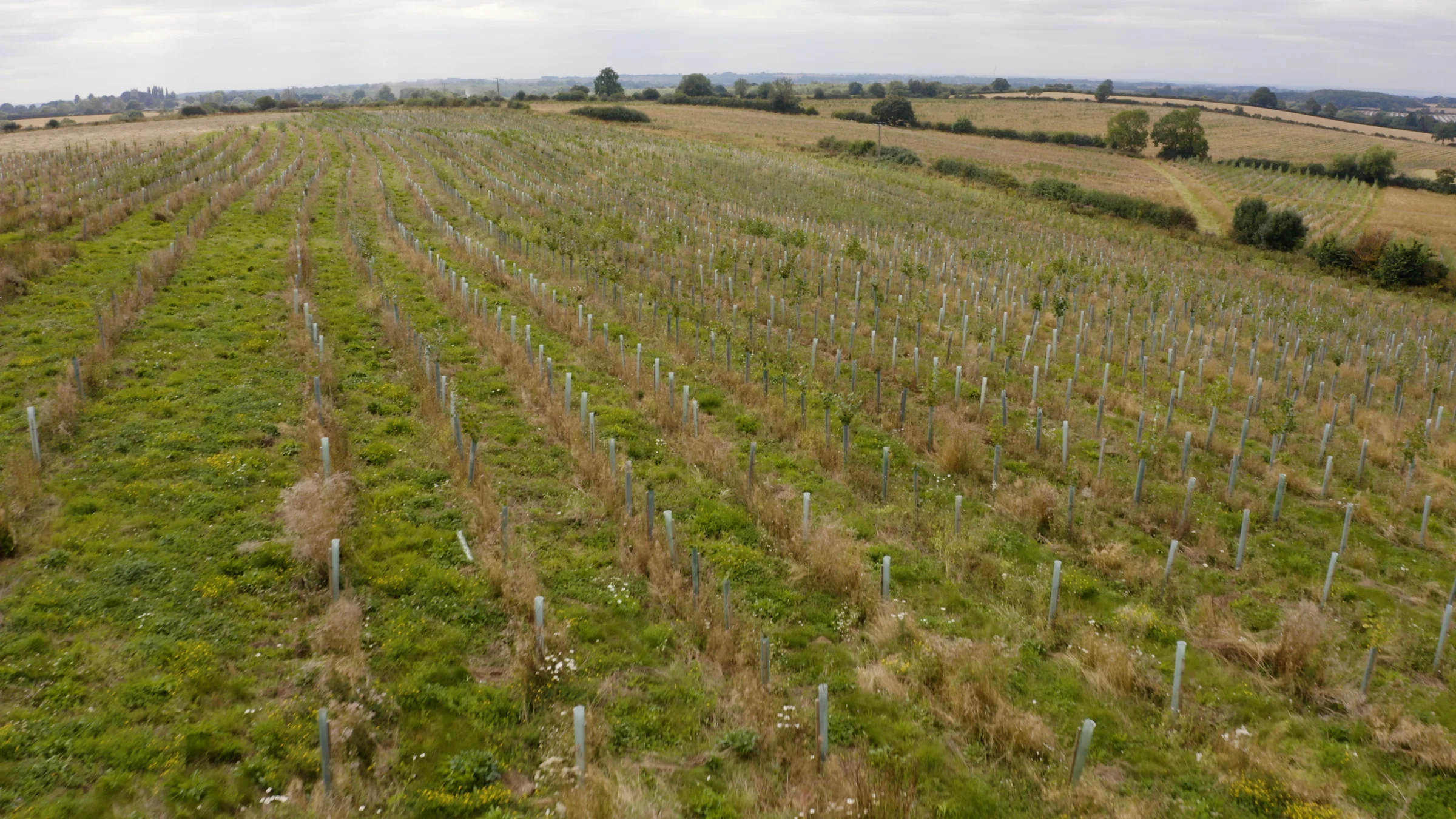 Aerial view of rows of Vigilis tree guards installed across an open agricultural field