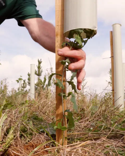 Person placing a Vigilis bio tree guard over a young sapling during a woodland planting session