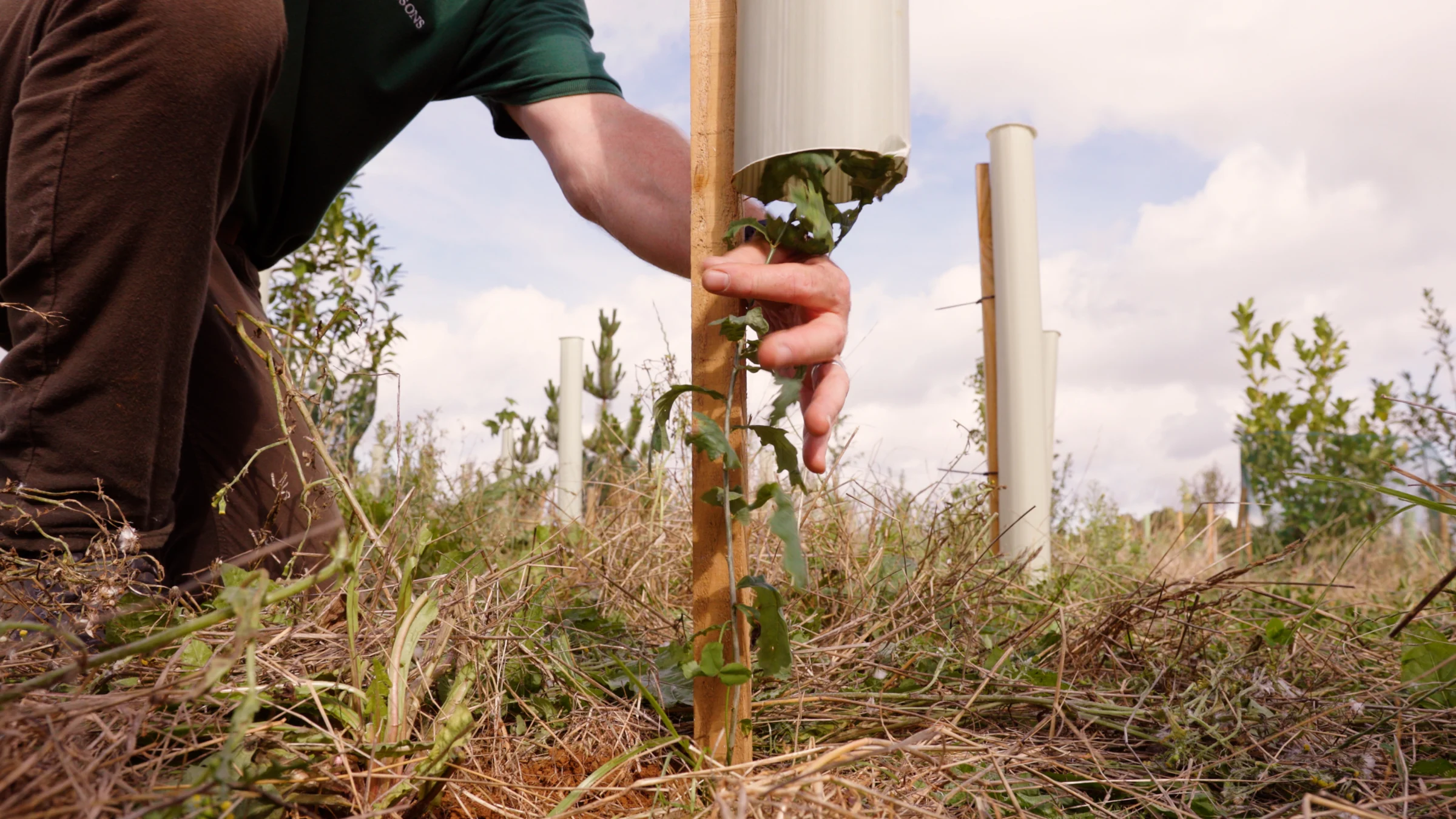 Person placing a Vigilis bio tree guard over a young sapling during a woodland planting session
