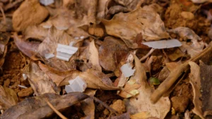 Vigilis biodegradable tree guard material fragmenting naturally among fallen leaves on a forest floor