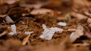 Vigilis biodegradable tree guard fragments scattered among fallen leaves on a forest floor