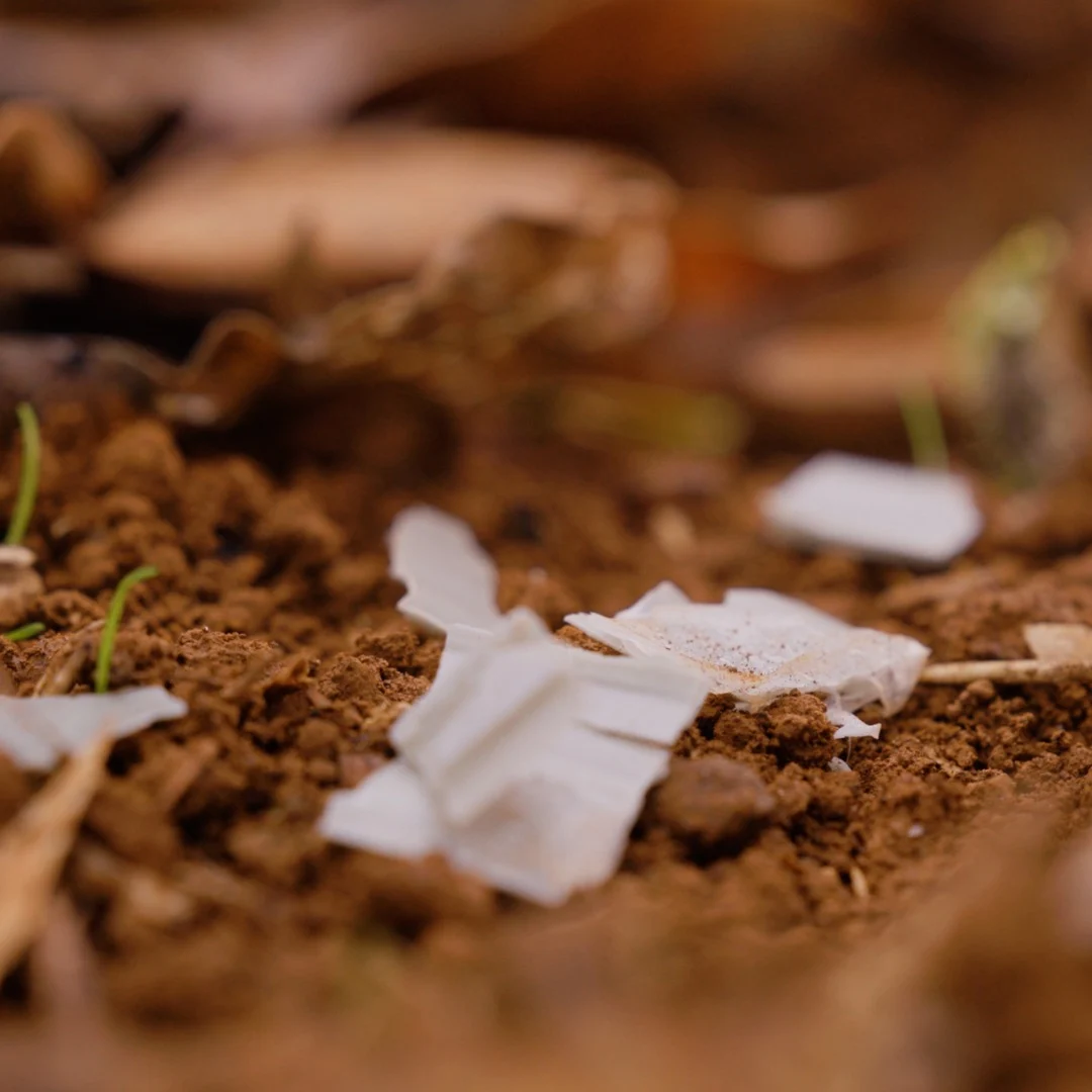 Close-up of Vigilis biodegradable tree guard material breaking down among forest floor leaves