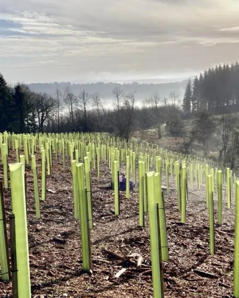 Dense rows of Vigilis recyclable tree guards planted across a new woodland scheme at Buckholt Wood