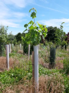 Vigilis bio tree guard with fully established tree growth on a long-term field trial site