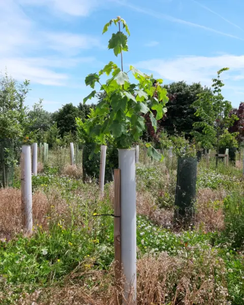 Vigilis bio tree guard with fully established tree growth on a long-term field trial site