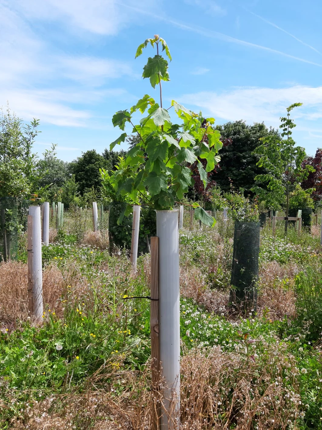 Vigilis bio tree guard with fully established tree growth on a long-term field trial site