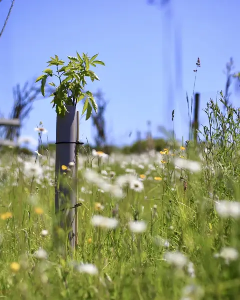 Single Vigilis biodegradable tree guard growing in a wildflower meadow at Finchingfield