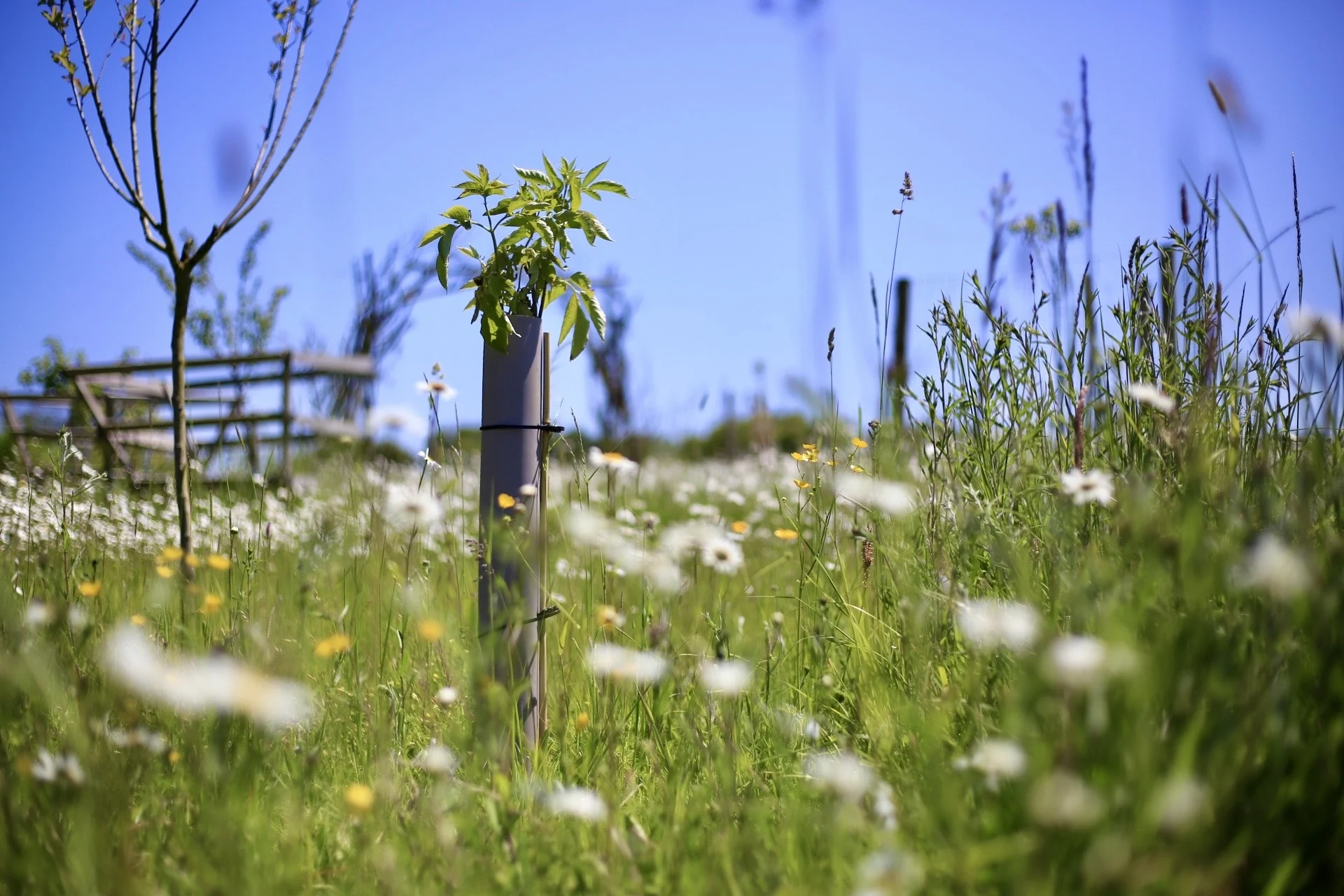 Single Vigilis biodegradable tree guard growing in a wildflower meadow at Finchingfield