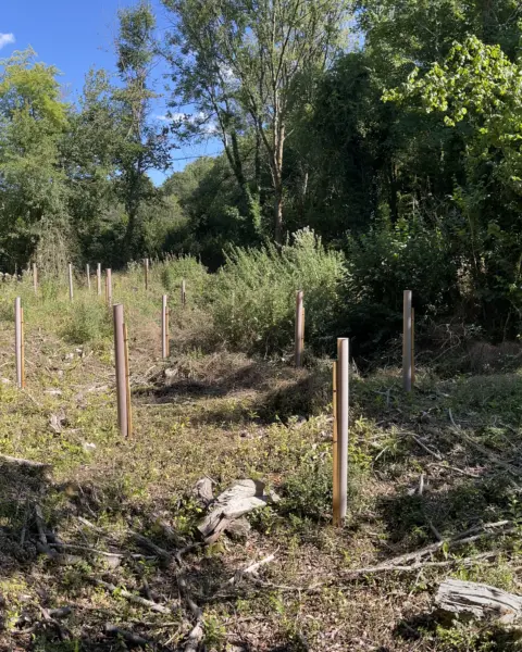 Vigilis bio tree guards installed in a forest clearing with establishing tree growth