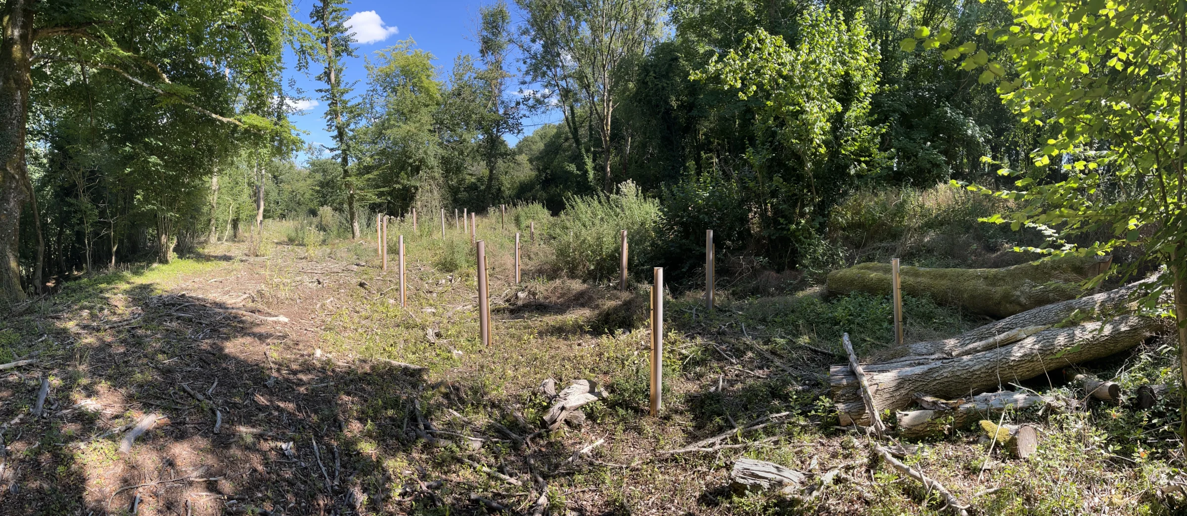 Vigilis bio tree guards installed in a forest clearing with establishing tree growth