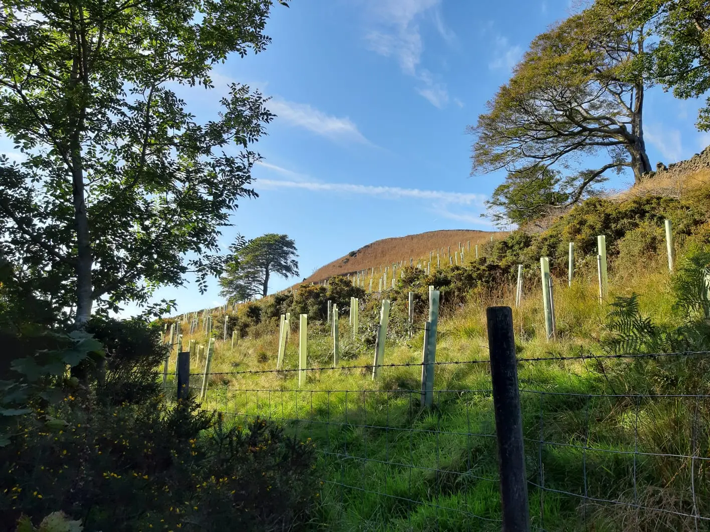 Vigilis tree guards installed along a hillside bank in open upland terrain