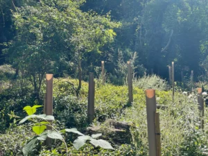 Vigilis bio tree guards in woodland demonstrating strong light transmission through the shelter walls
