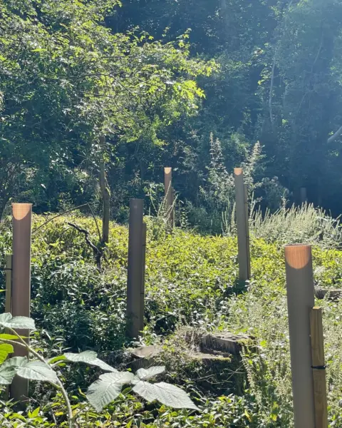 Vigilis bio tree guards in woodland demonstrating strong light transmission through the shelter walls