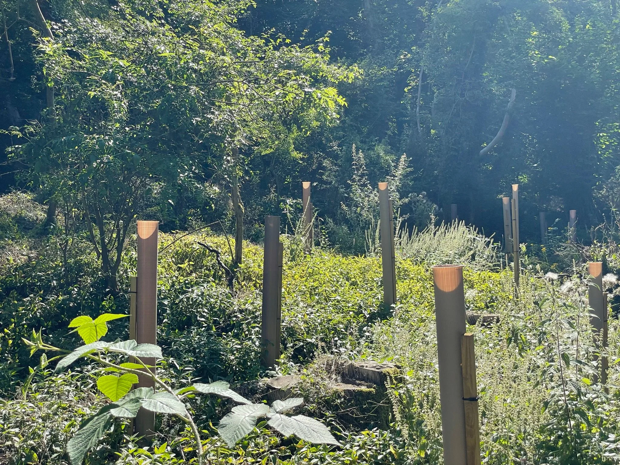 Vigilis bio tree guards in woodland demonstrating strong light transmission through the shelter walls
