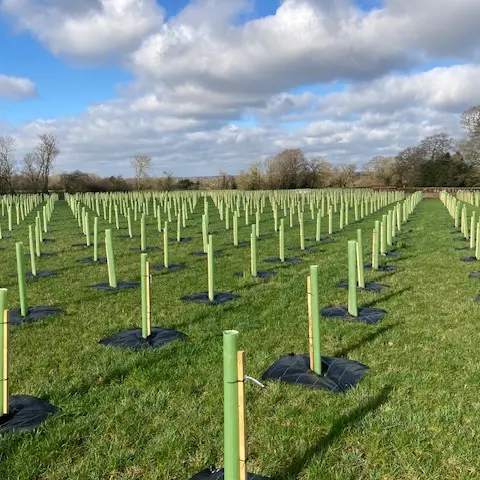 Vigilis tree guards in neat rows with mulch matting at each base in a professional woodland planting installation