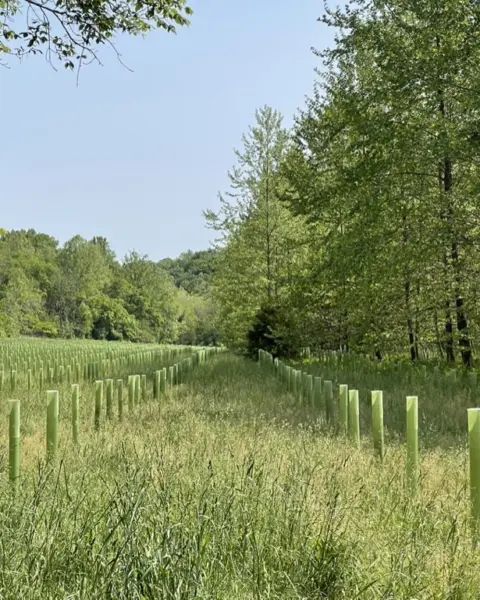 Vigilis recyclable tree guards growing in a lush green field at the edge of Snavely Woods