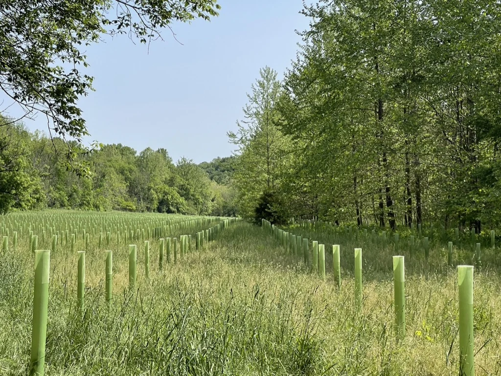 Vigilis recyclable tree guards growing in a lush green field at the edge of Snavely Woods