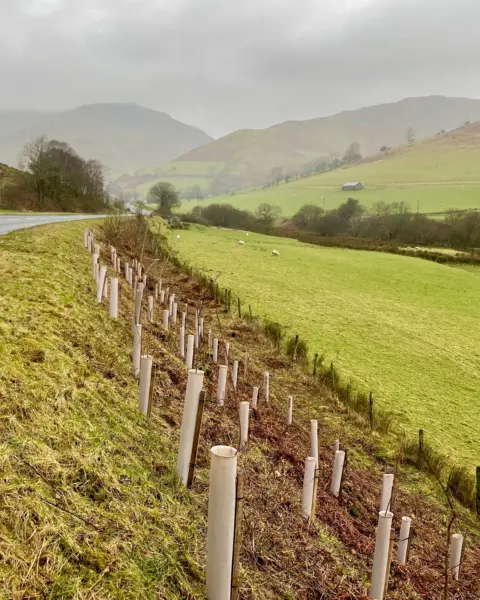 Vigilis bio tree guards installed along a Welsh roadside planting scheme