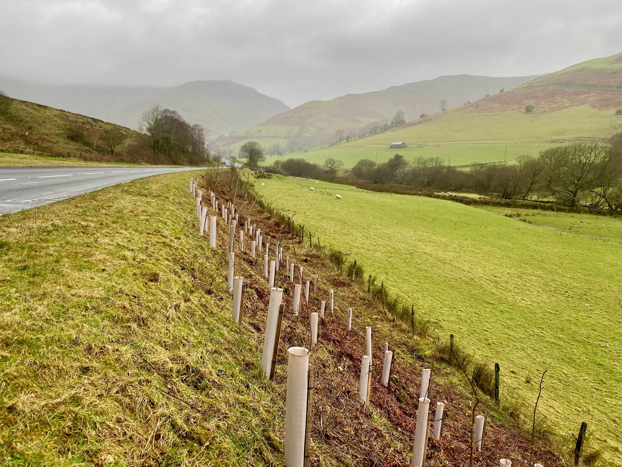 Vigilis bio tree guards installed along a Welsh roadside planting scheme