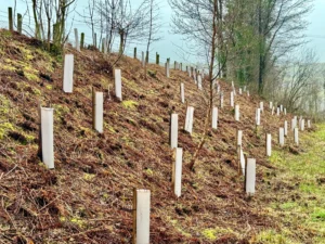 Vigilis bio tree guards along a Welsh roadside planting scheme with saplings growing through the shelters