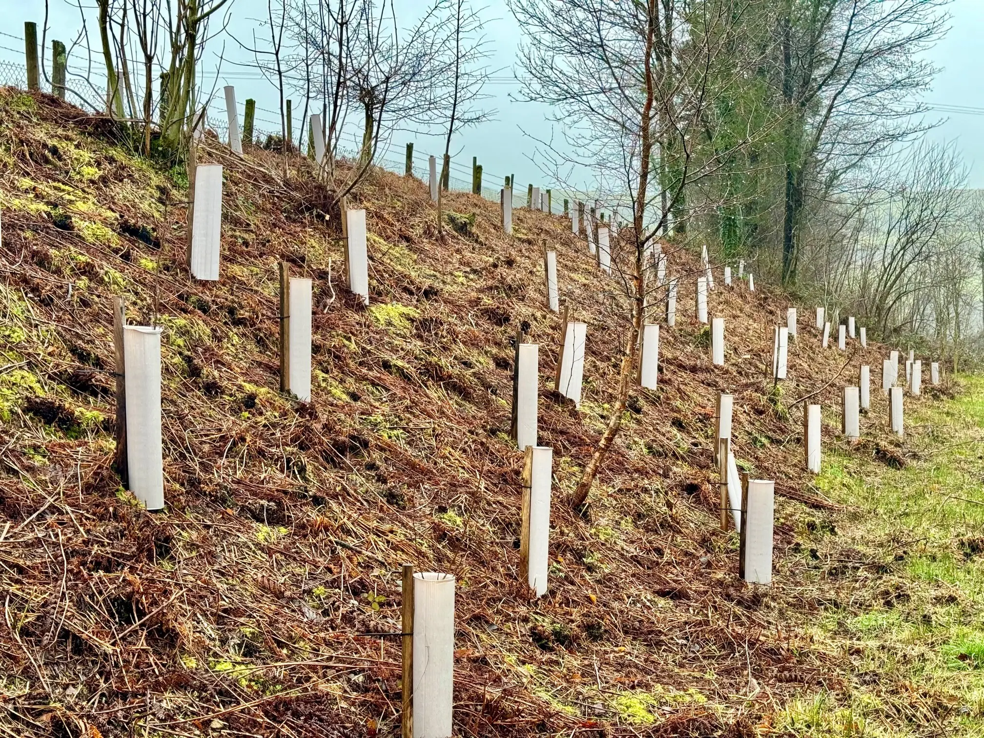 Vigilis bio tree guards along a Welsh roadside planting scheme with saplings growing through the shelters